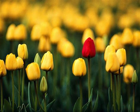 Tips for Using Repetition in Photography .